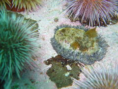Haliotis midae