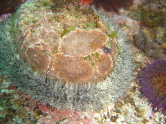 Haliotis midae