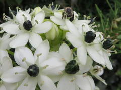 Ornithogalum saundersiae