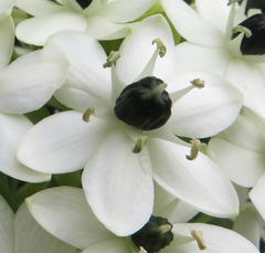 Ornithogalum saundersiae