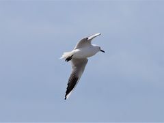 Black-Billed Gull photo 4