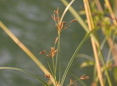 Cyperus longus longus