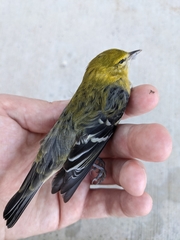Setophaga castanea