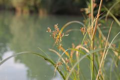 Cyperus longus longus