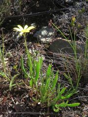 Osteospermum asperulum