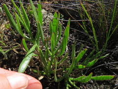 Osteospermum asperulum