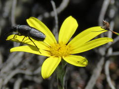 Osteospermum asperulum