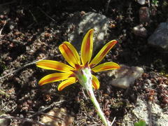 Osteospermum asperulum