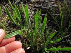 Osteospermum asperulum