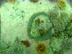 Haliotis midae
