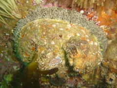 Haliotis midae