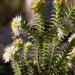 Campylostachys cernua