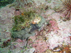 Haliotis midae
