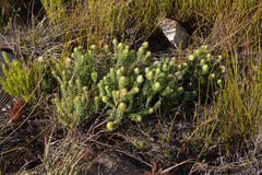 Campylostachys cernua