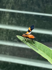 Oncopeltus fasciatus