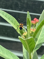 Oncopeltus fasciatus