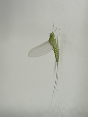 Ephemeroptera