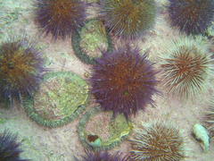 Haliotis midae