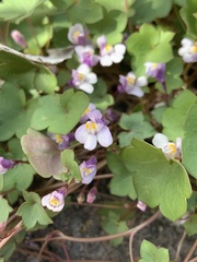 Angiospermae