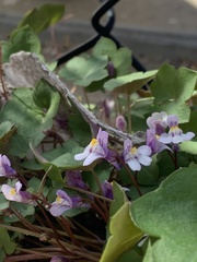 Angiospermae