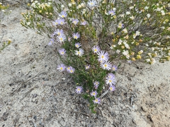 Olearia ciliata