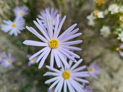Olearia ciliata