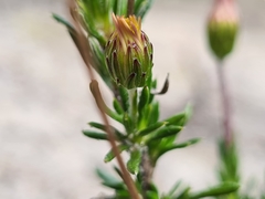 Olearia ciliata