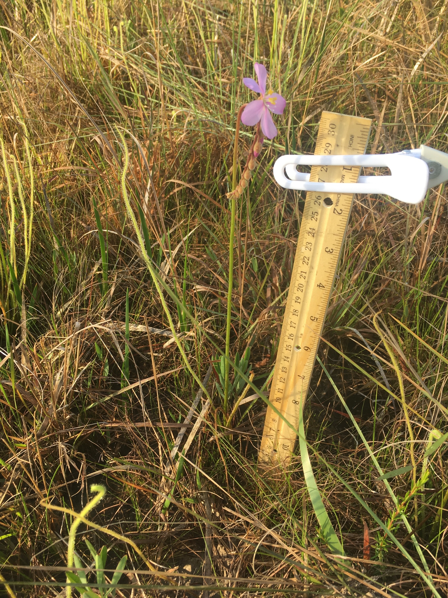 Drosera filiformis Raf.