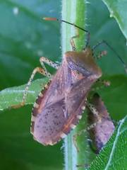 Anasa repetita