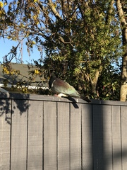 Hemiphaga novaeseelandiae