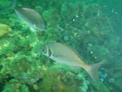 Boopsoidea inornata