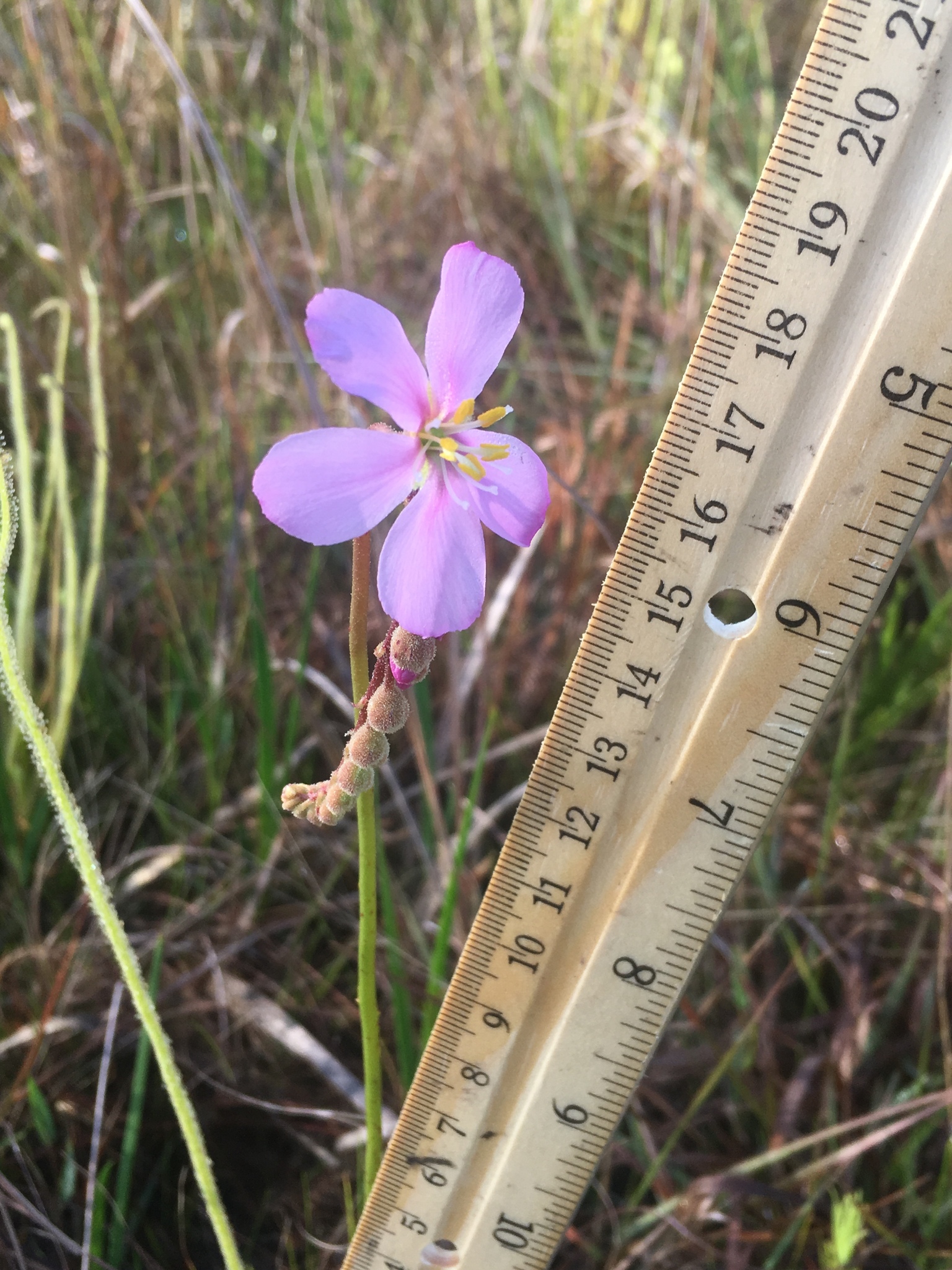 Drosera filiformis Raf. 2