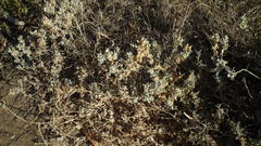 Atriplex lindleyi inflata