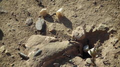 Atriplex lindleyi inflata