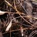 Tritonia linearifolia - Photo (c) Nick Helme, algunos derechos reservados (CC BY-SA), subido por Nick Helme