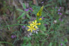 Bulbine glauca