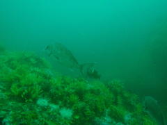 Chirodactylus grandis