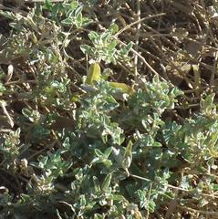 Atriplex lindleyi inflata