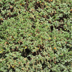 Polylepis quadrijuga