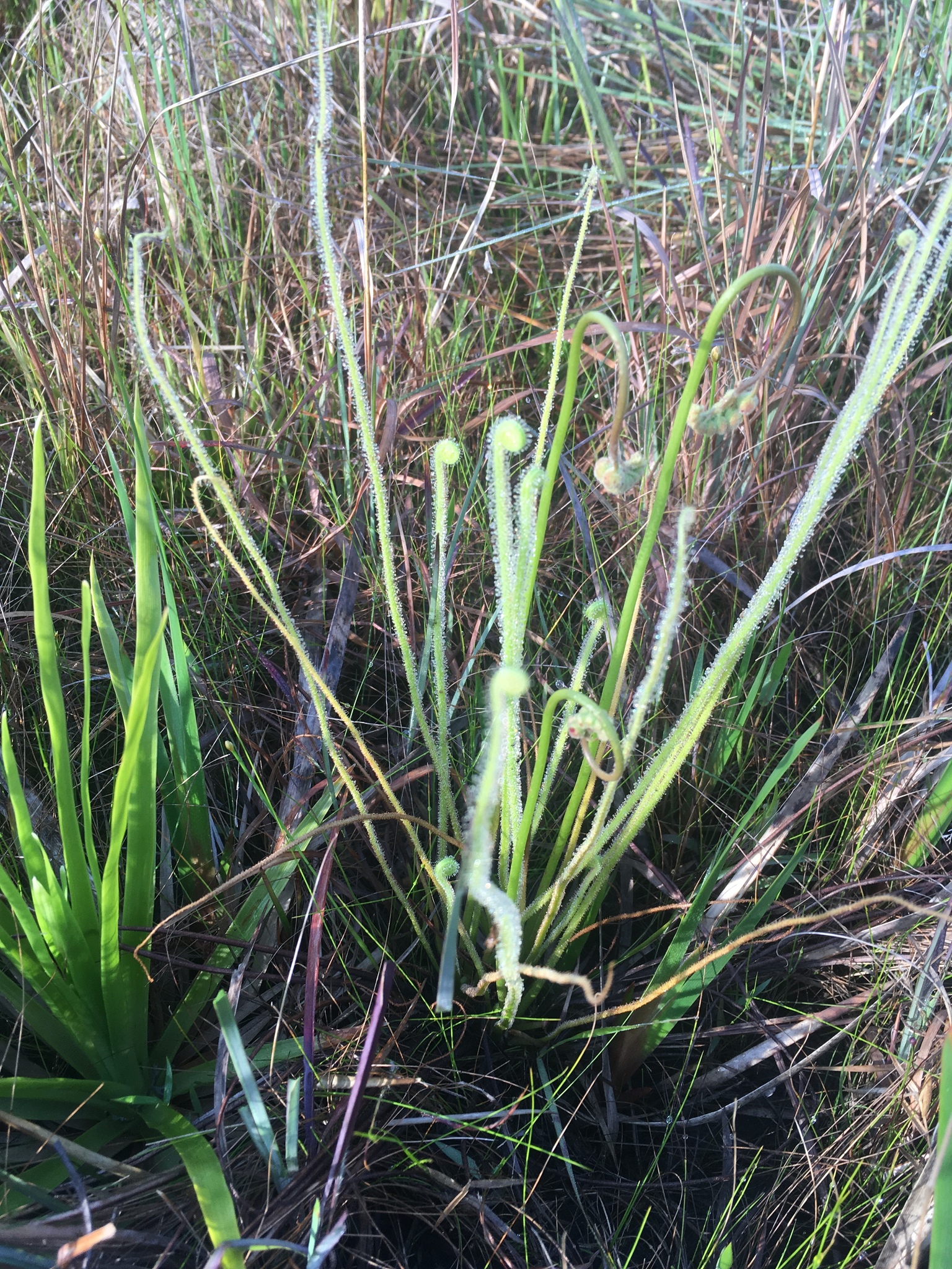 Drosera filiformis Raf. 3