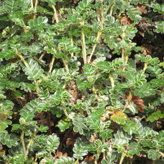 Polylepis quadrijuga