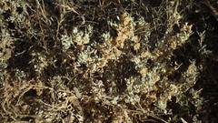 Atriplex lindleyi inflata