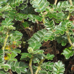 Polylepis quadrijuga