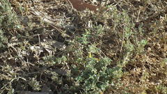 Atriplex lindleyi inflata