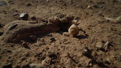 Atriplex lindleyi inflata