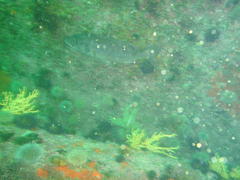 Chirodactylus grandis