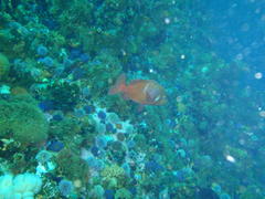 Chrysoblephus laticeps