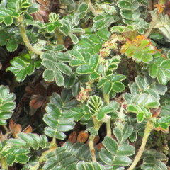 Polylepis quadrijuga