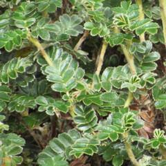 Polylepis quadrijuga