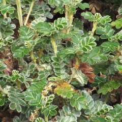 Polylepis quadrijuga